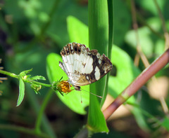 Janatella leucodesma