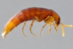 Ischnosoma lecontei
