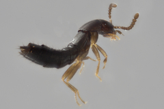 Ocyustiba