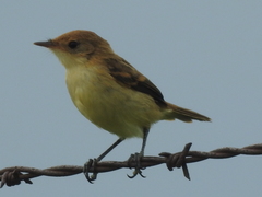 Pseudocolopteryx citreola