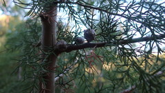 Cupressus lusitanica