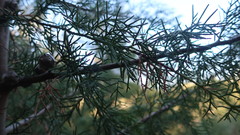 Cupressus lusitanica