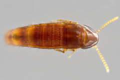 Ischnosoma suteri