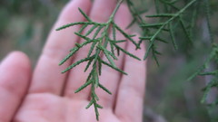 Cupressus lusitanica