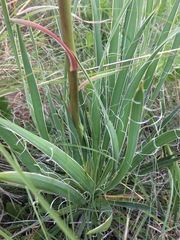 Yucca arkansana