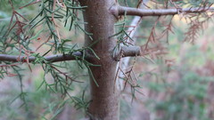 Cupressus lusitanica