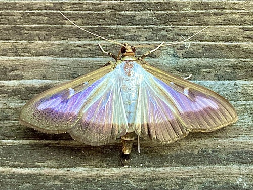 Box Tree Moth, photo 8 of 9