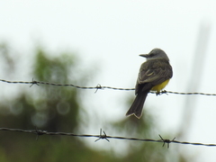 Tyrannus melancholicus