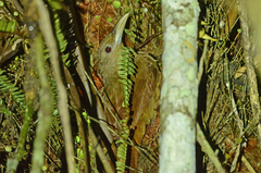 Dendrexetastes rufigula