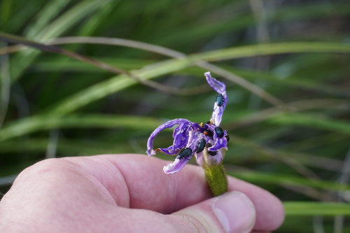 Image of Xerophyta viscosa by (c) Matthew Fainman, some rights reserved (CC BY)