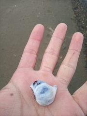 Xanthochorus cassidiformis