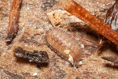 Armadilloniscus ellipticus