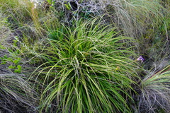 Xerophyta viscosa