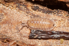 Armadilloniscus ellipticus