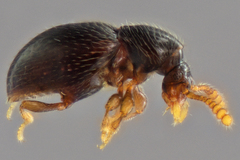 Brachycepsis