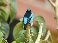 Dacnis hartlaubi