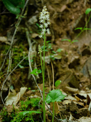 Tiarella