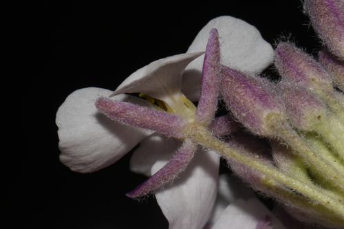 Image of Dimorphocarpa candicans by (c) Brian Finzel, some rights reserved (CC BY-SA)