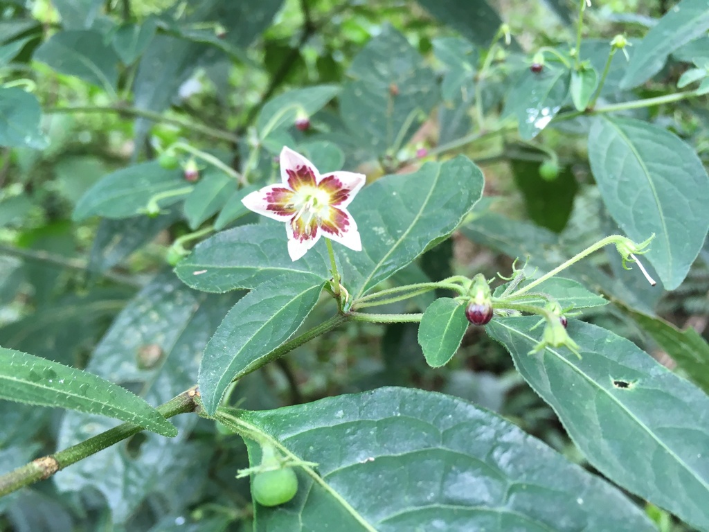 Capsicum villosum
