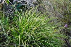 Xerophyta viscosa
