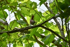Cantorchilus modestus