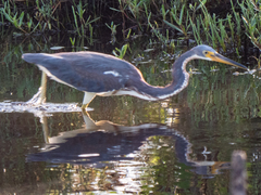 Egretta tricolor image
