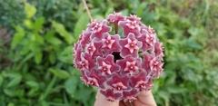 Hoya pubicalyx