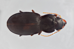 Harpalus spadiceus