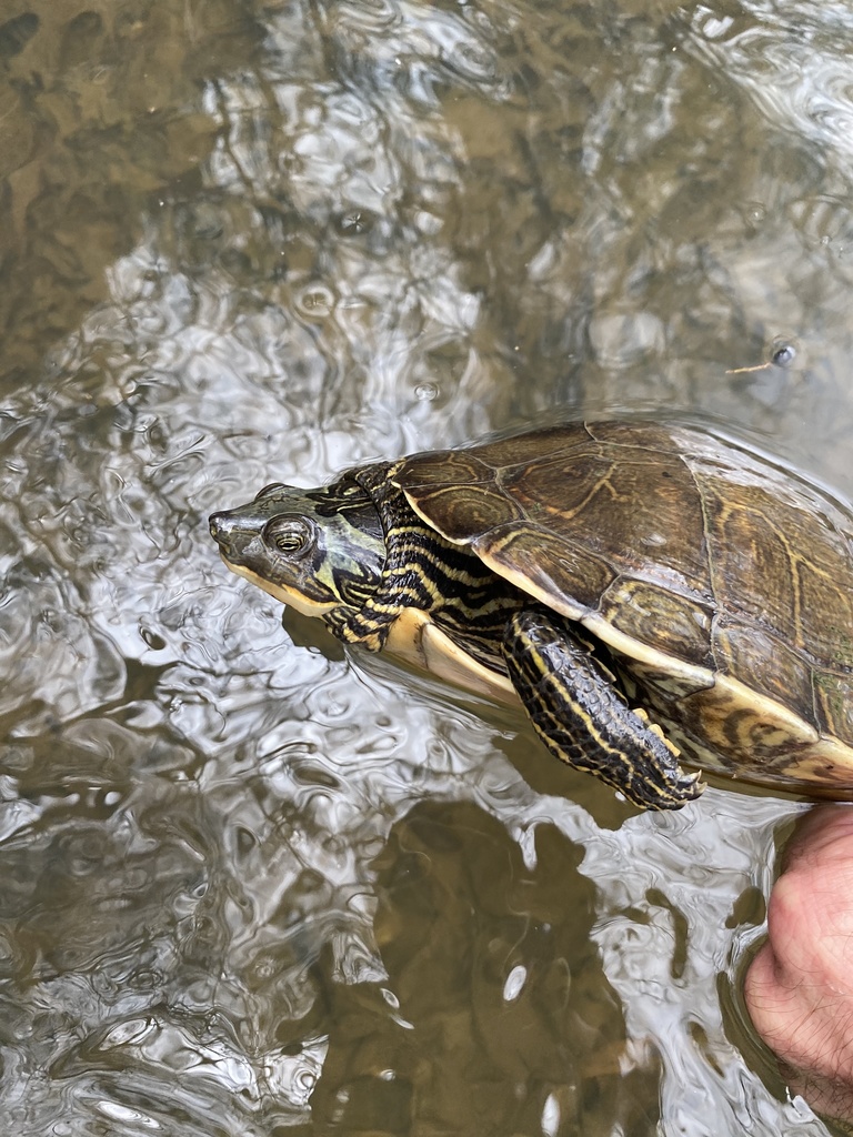 Alabama Map Turtle in December 2021 by Grover J. Brown · iNaturalist