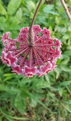 Hoya pubicalyx
