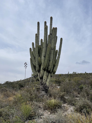 Cephalocereus fulviceps