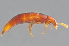 Ischnosoma lecontei