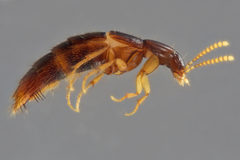 Ischnosoma suteri