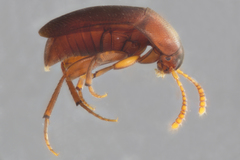 Ptomaphagus