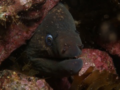 Gymnothorax mordax