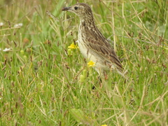 Anthus lutescens