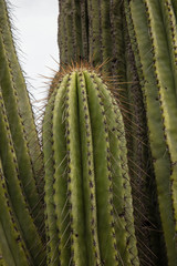 Cephalocereus fulviceps