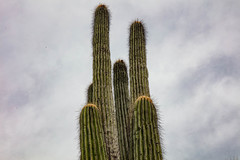 Cephalocereus fulviceps