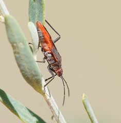 Leptocoris mitellatus