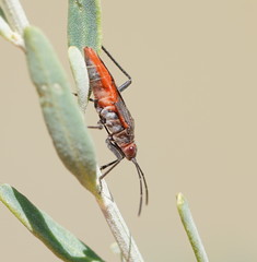 Leptocoris mitellatus