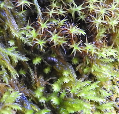 Vertigo rowellii
