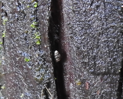 Vertigo rowellii