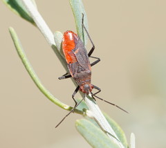 Leptocoris mitellatus