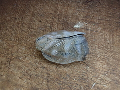 Metcalfa