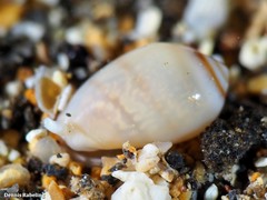 Gibberula secreta