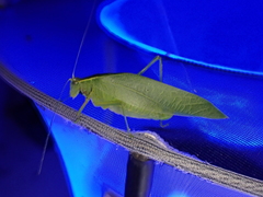 Chloroscirtus forcipatus