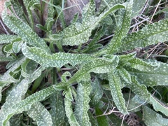 Echium sabulicola decipiens