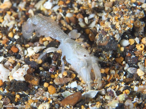 Upogebia pusilla