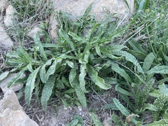 Echium sabulicola decipiens