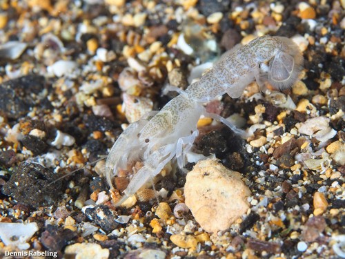 Upogebia pusilla